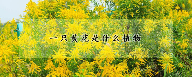 一只黄花是什么植物
