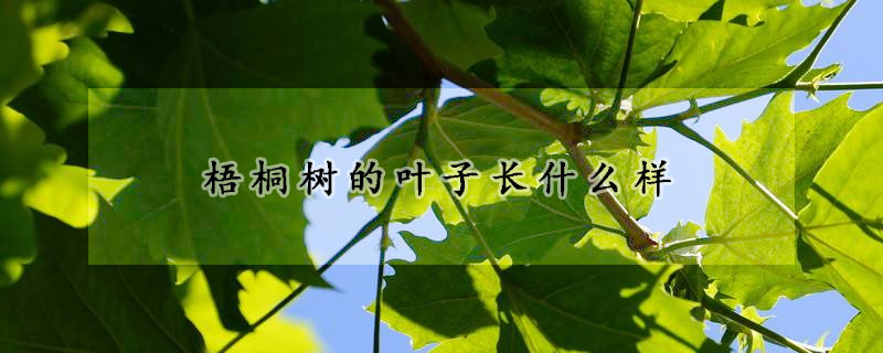 梧桐树的叶子长什么样