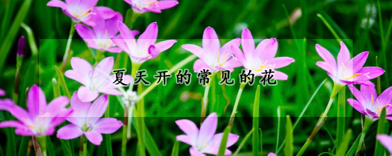 夏天开的常见的花