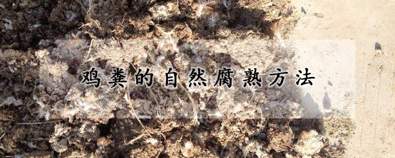 鸡粪的自然腐熟方法
