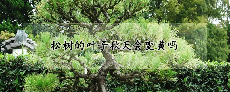 松树的叶子秋天会变黄吗