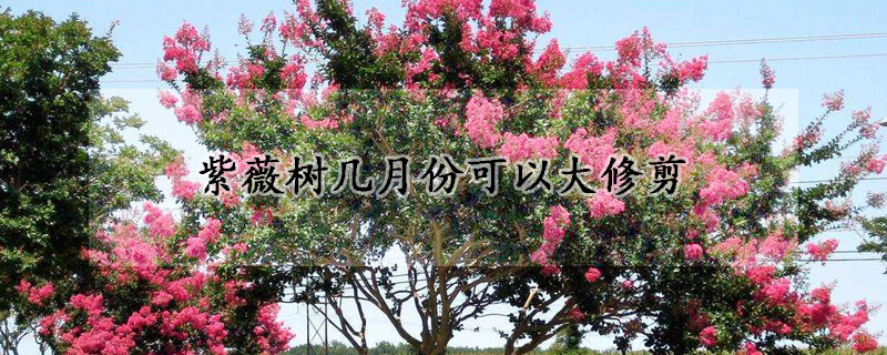 紫薇树几月份可以大修剪
