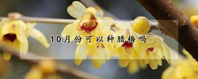10月份可以种腊梅吗