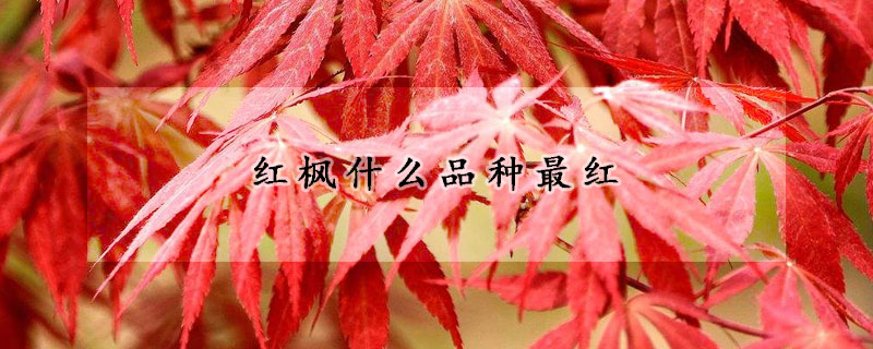 红枫什么品种最红