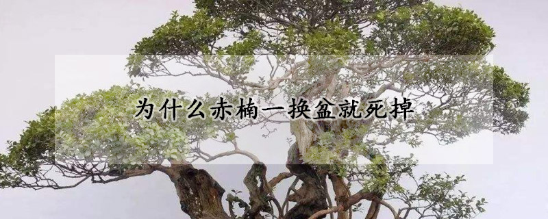 为什么赤楠一换盆就死掉