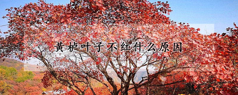 黄栌叶子不红什么原因