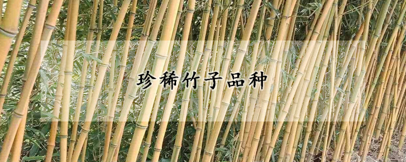 珍稀竹子品种