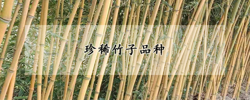 珍稀竹子品种