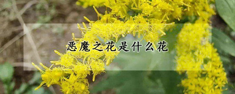 恶魔之花是什么花