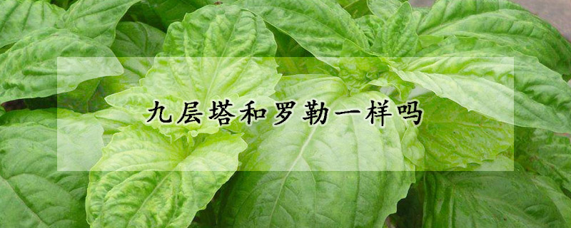 九层塔和罗勒一样吗
