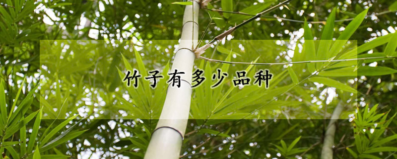 竹子有多少品种