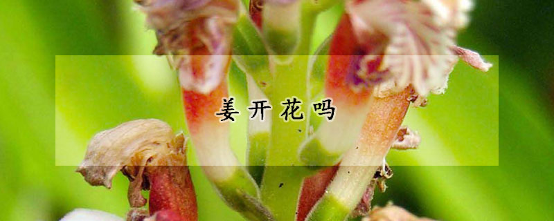 姜开花吗
