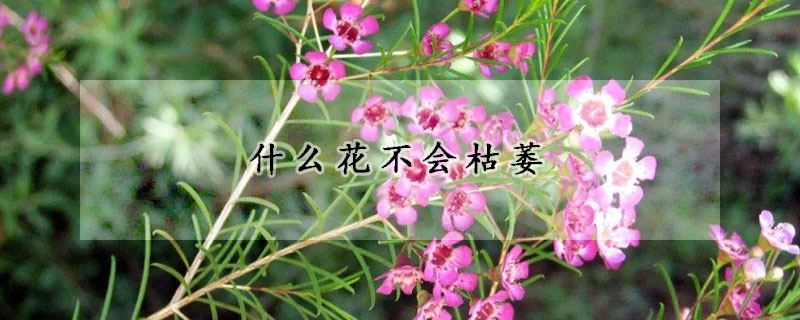 什么花不会枯萎