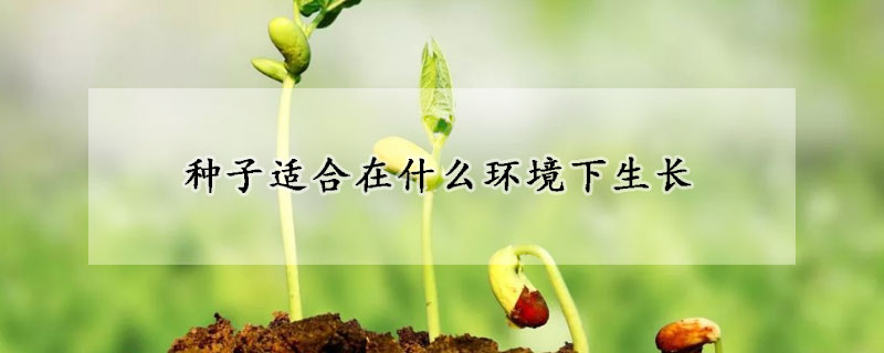 种子适合在什么环境下生长