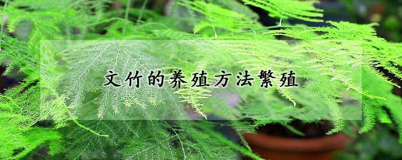 文竹的养殖方法繁殖