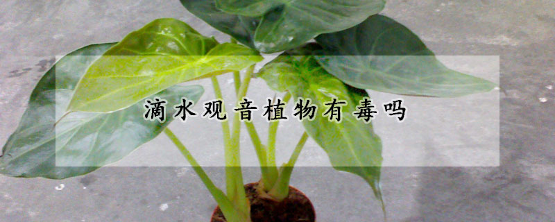 滴水观音植物有毒吗