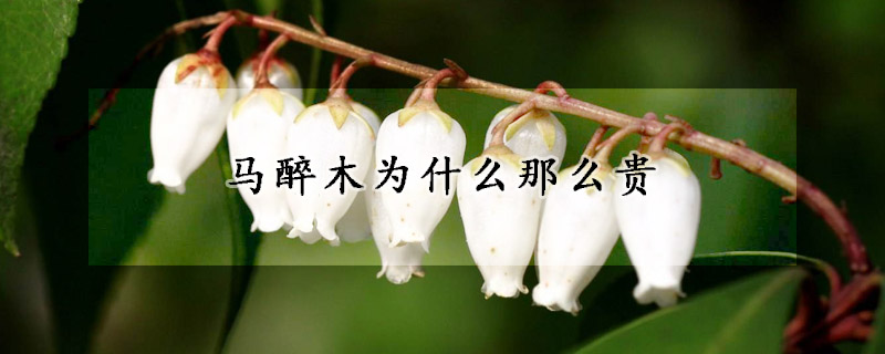 马醉木为什么那么贵