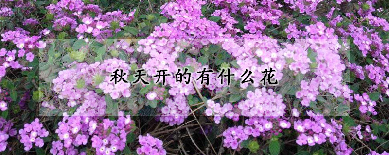 秋天开的有什么花