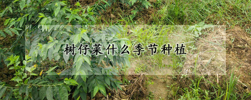 树仔菜什么季节种植