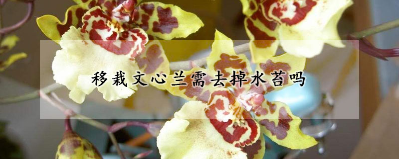 移栽文心兰需去掉水苔吗