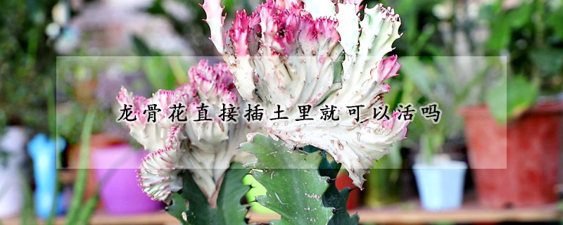 龙骨花直接插土里就可以活吗