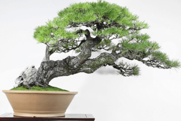 比较珍贵的盆景树种 珍贵的盆景树种有哪些