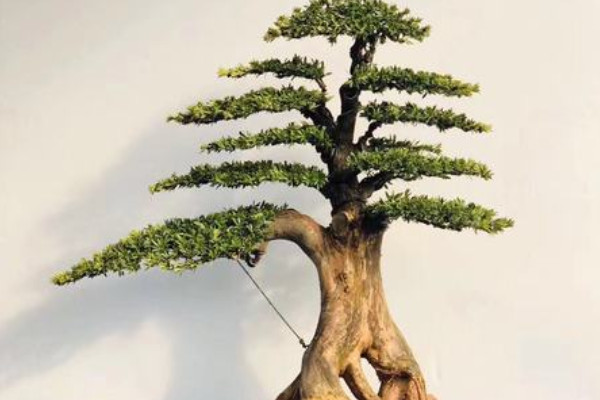 比较珍贵的盆景树种 珍贵的盆景树种有哪些