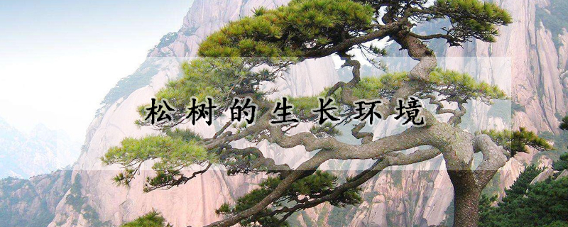 松树的生长环境