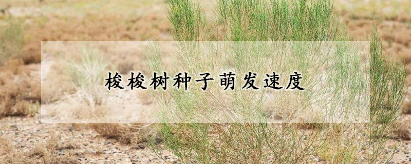 梭梭树种子萌发速度