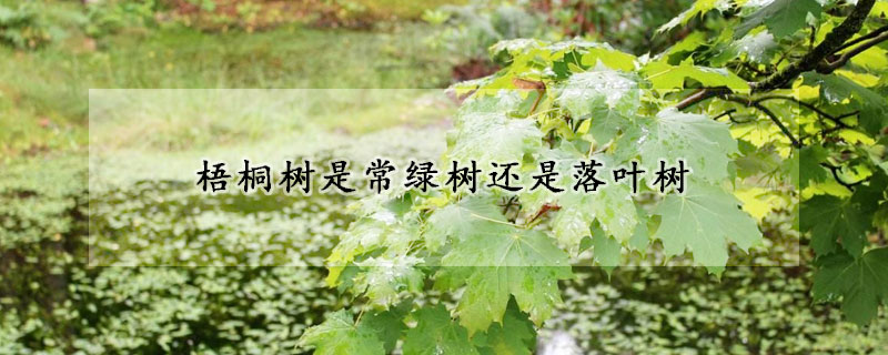 梧桐树是常绿树还是落叶树