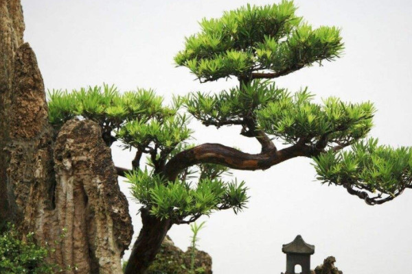 屋前屋后忌种什么树 屋前和屋后不能种什么树