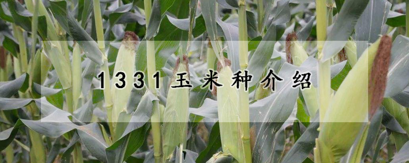 1331玉米种介绍