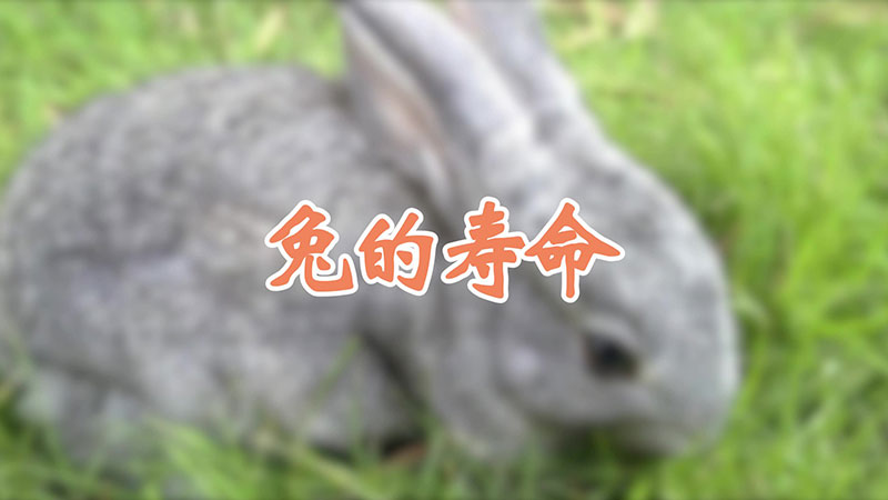 兔的寿命