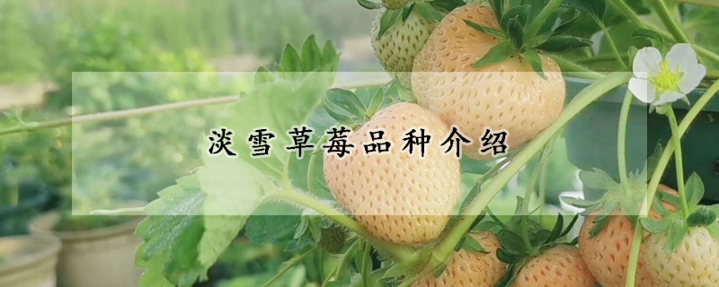 淡雪草莓品种介绍