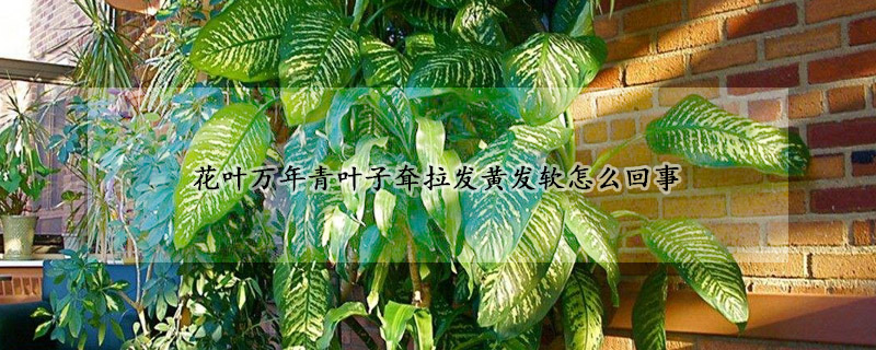 花叶万年青叶子耷拉发黄发软怎么回事