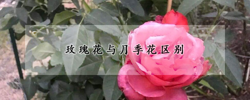 玫瑰花与月季花区别