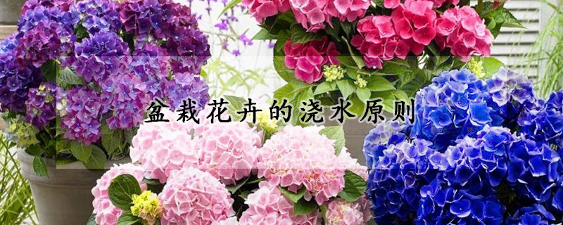 盆栽花卉的浇水原则