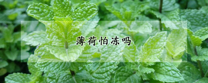 薄荷怕冻吗