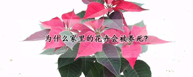 为什么家里的花卉会被养死?