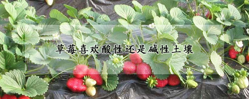 草莓喜欢酸性还是碱性土壤