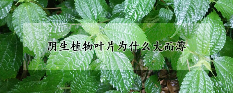阴生植物叶片为什么大而薄