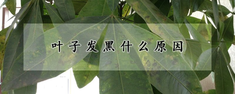 叶子发黑什么原因
