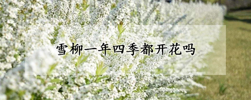 雪柳一年四季都开花吗