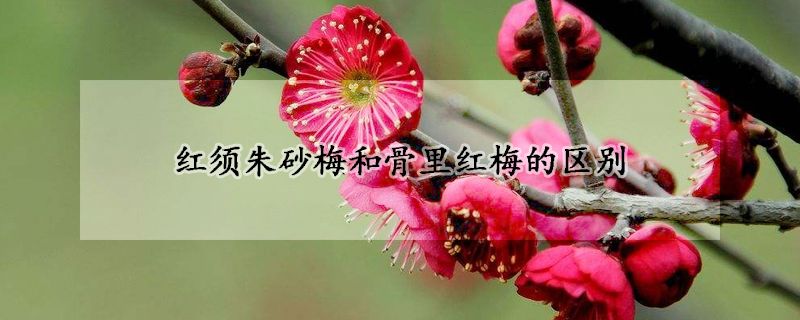 红须朱砂梅和骨里红梅的区别