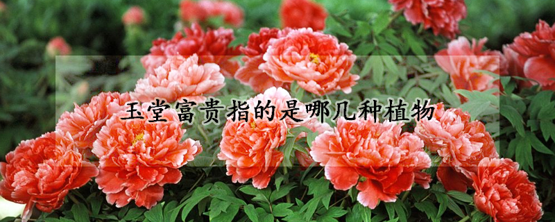 玉堂富贵指的是哪几种植物