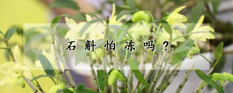 石斛怕冻吗?