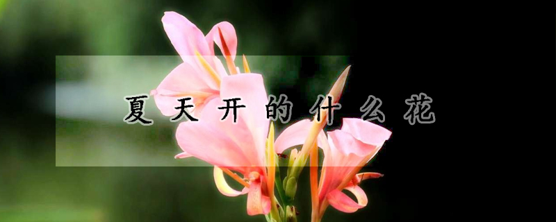 夏天开的什么花