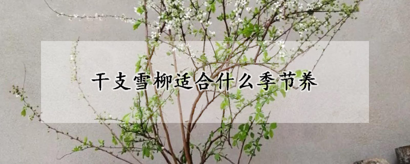 干支雪柳适合什么季节养