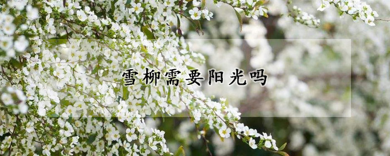 雪柳需要阳光吗