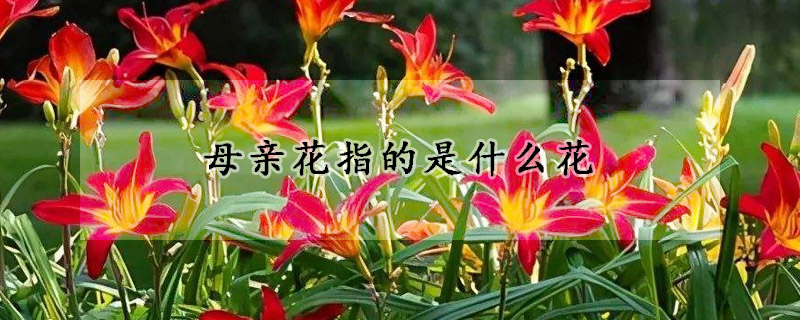 母亲花指的是什么花